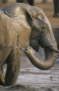 非洲大象LoxodontaAfricaa图片