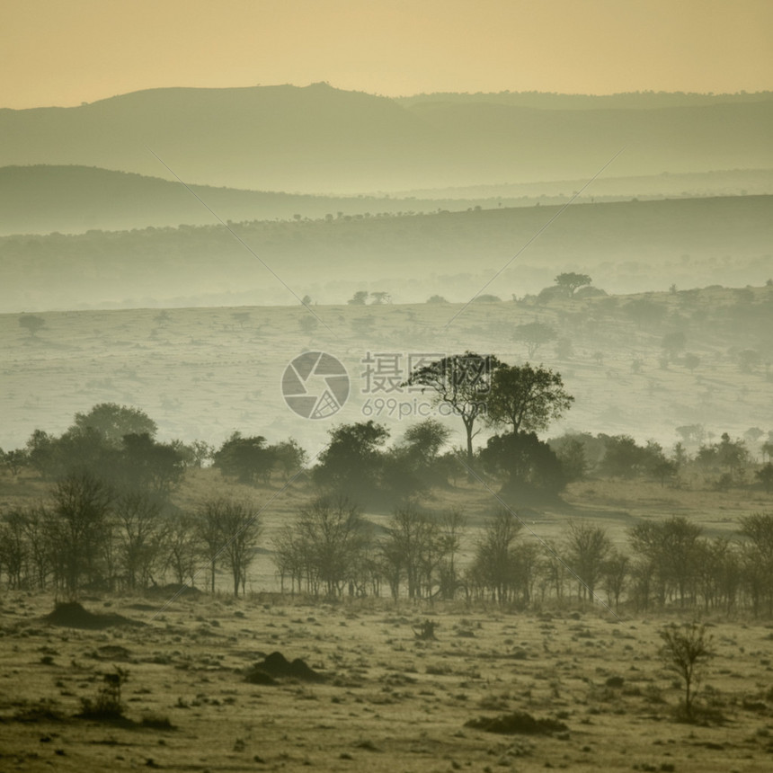 坦桑尼亚塞伦盖蒂Serenge图片
