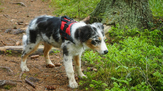 年轻狗在森林路上图片