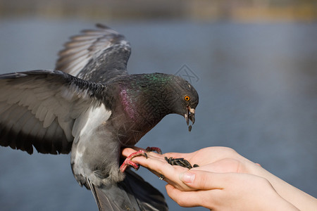 人手上的鸽子吃葵花籽图片
