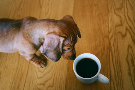 从上面看dachshund小狗好奇地看着杯黑咖啡站图片