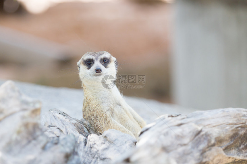 Meercat在守卫的同时放松图片