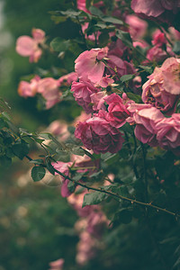 温柔的粉红玫瑰关闭有图片
