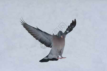 冬天张开翅膀的木鸽图片