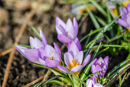 紫罗兰色的雪花莲从地里出来了图片