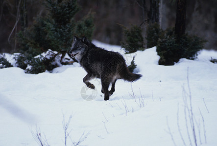 冬天下雪天奔跑的狼图片