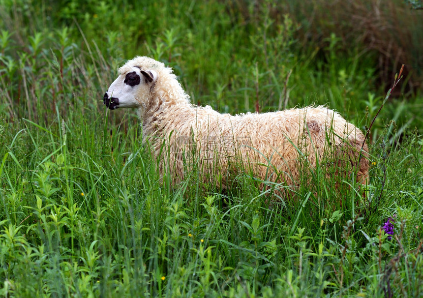 绵羊在山上的牧场吃草图片
