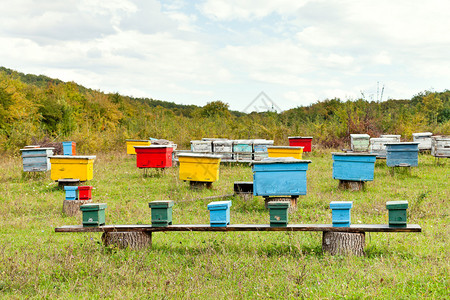 高加索山区空地的养蜂场图片