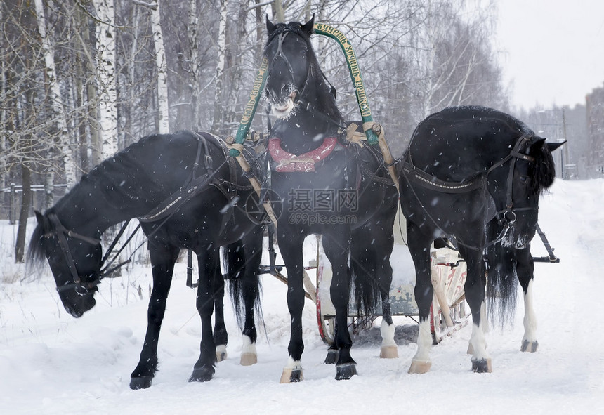寒冷的冬日三辆黑色的马拉雪橇图片