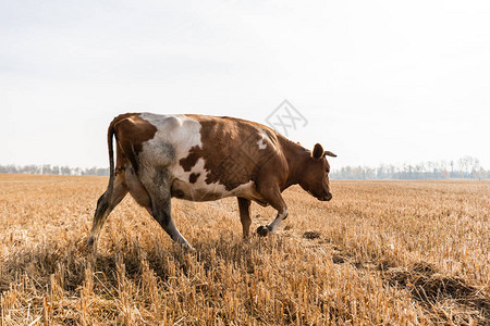 公牛在金草坪上行走对图片