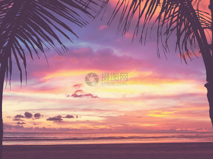 日落海滩模糊背景上的椰子树叶剪影图片