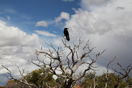 峡谷地公园树枝上的乌鸦图片