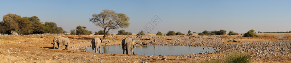 纳米比亚Etosha公园Okaukeujo水坑四图片