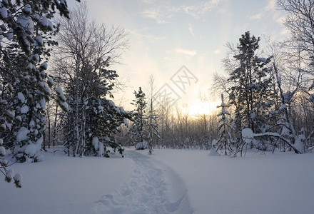 日落时风景冬季森林高清图片