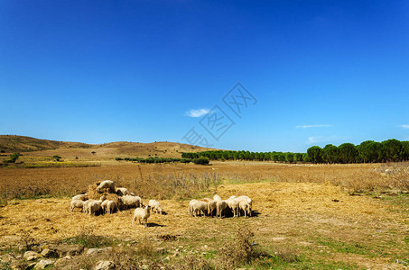 牧羊群吃草图片