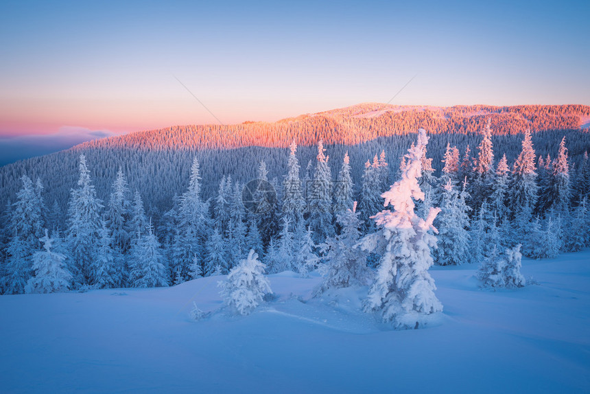 山中雪的冬天寒霜的清晨下雪的森林图片