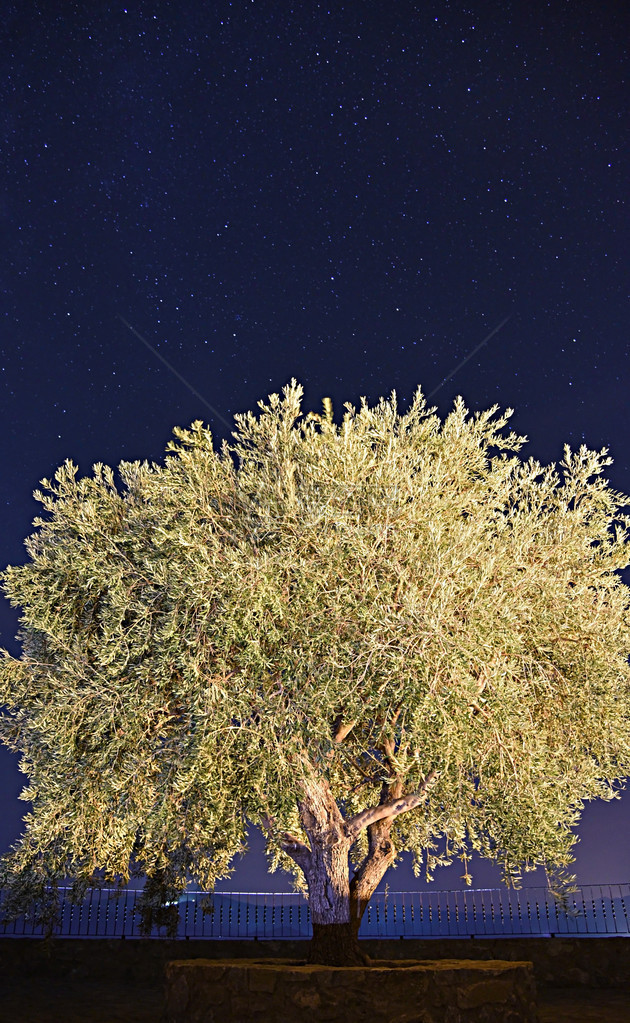 橄榄色星夜图片