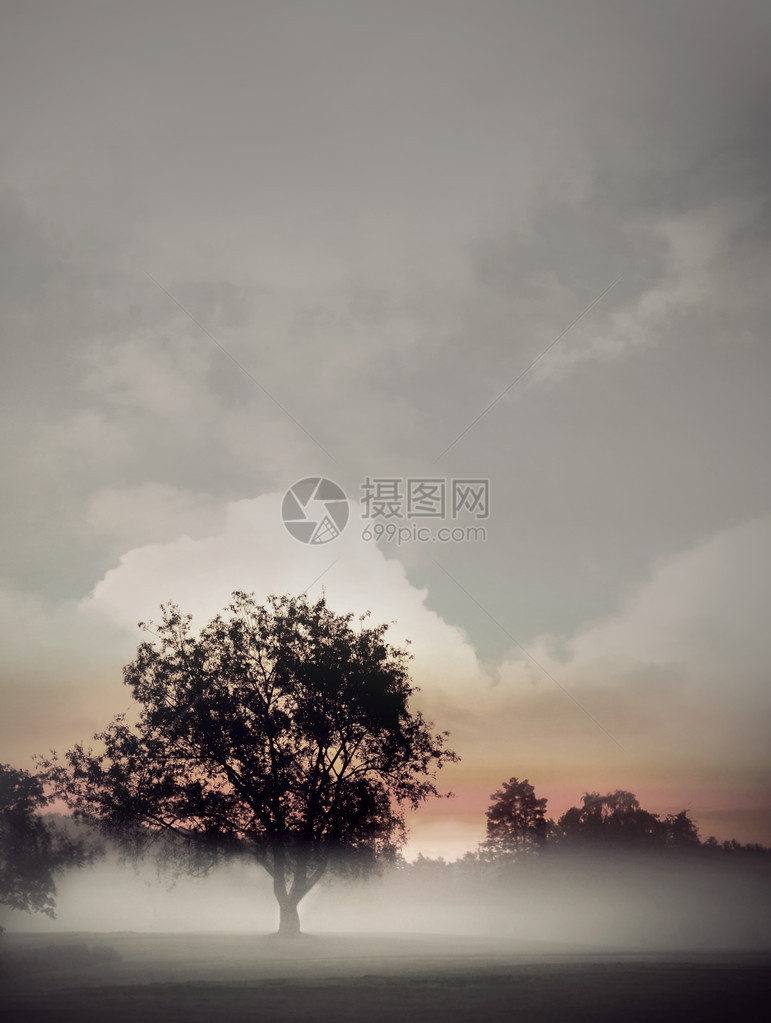 清晨在雾中的接合树在图片
