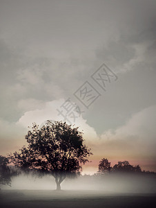 清晨在雾中的接合树在背景图片