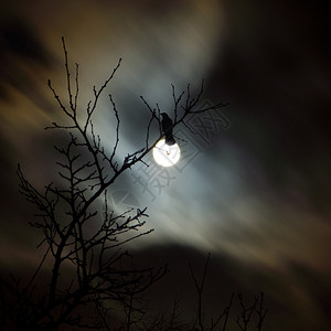 乌鸦站在枝上满月之夜图片