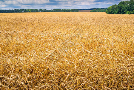 成熟的麦田在夏日的风中移动图片