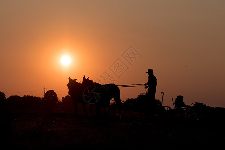 在的夕阳下与马一起耕种时的阿米什人图片