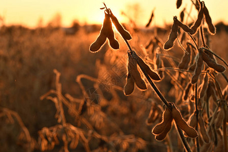 成熟的豆荚被傍晚的阳光照亮大豆农业图片