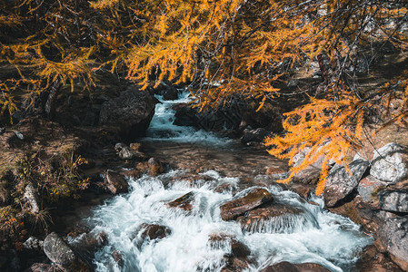 落叶树秋天风景高山流水之间的Tea图片