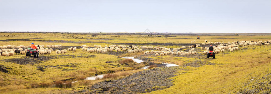 冰岛南部夏季末农民正在放牧羊图片