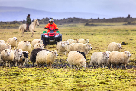 冰岛南部夏季末养羊的图片