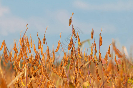 关闭成熟的大豆植物图片
