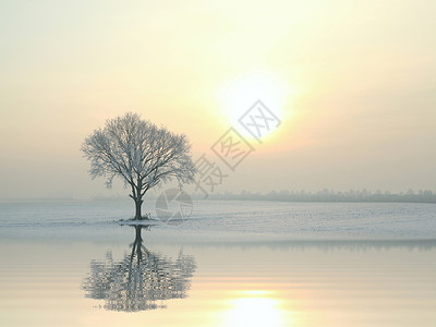 一棵覆盖着霜冻的树独图片