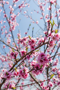 开花桃树的详细视图图片