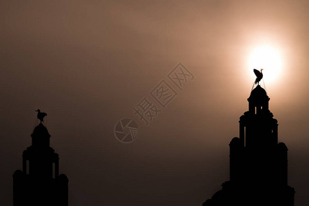 从利物浦的皇家利物浦大厦顶部俯瞰城市的一只肝鸟背后捕捉到了低图片