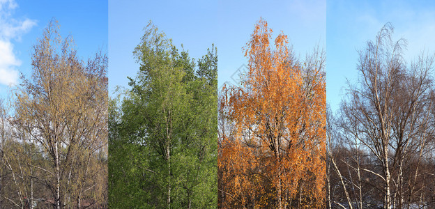 四季一年四季一棵白桦树背景图片