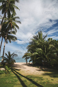 热带海滩上的棕榈树背景是蓝色的海洋背景图片