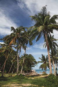 热带沿岸热带棕榈树图片