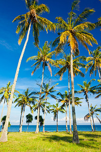 夏季海滩上的棕榈树图片