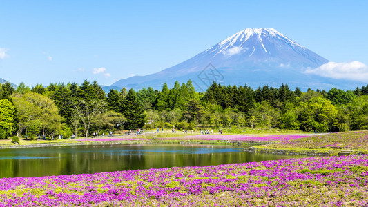 富士山下美丽的春景图片