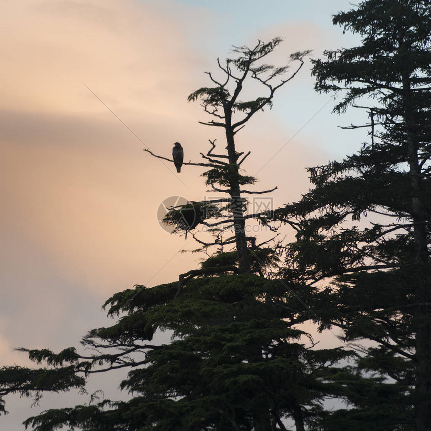 鹰栖息在树上图片