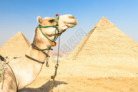 一只有丰富多彩马鞍的耐心骆驼在埃及开罗吉萨金字塔前等图片