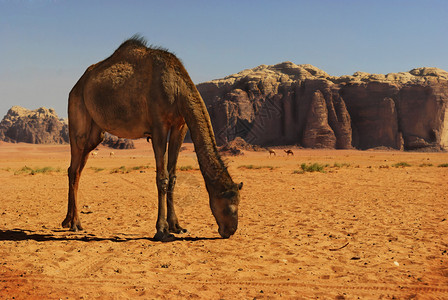 约旦瓦迪拉姆沙漠中的骆驼图片