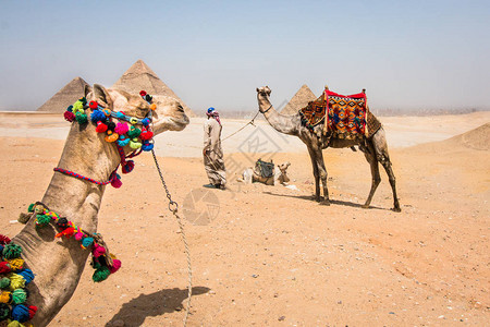 沙漠中的骆驼一个埃及人带领他的骆驼在吉萨高原用金图片