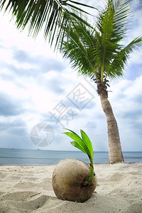 热带海滩上的椰子芽图片