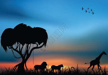 非洲大草原一只狮子和狮子在日落图片