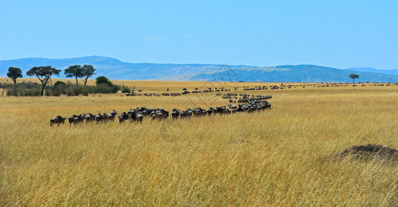 MasaiMara大图片