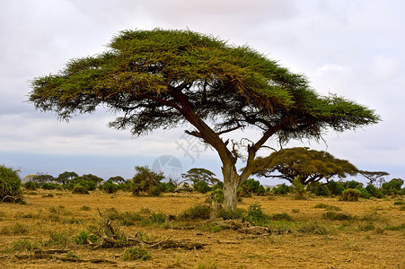 肯尼亚Amboseli公园的非洲图片