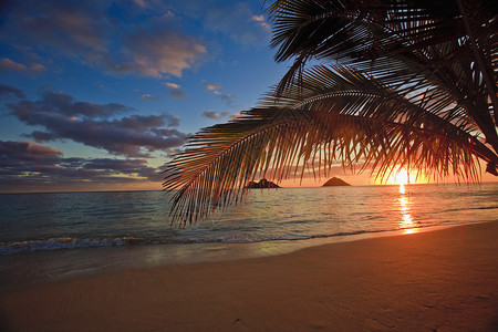 哈瓦伊河拉尼凯海滩的棕图片