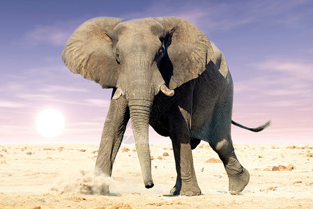 非洲大象Loxodonta图片