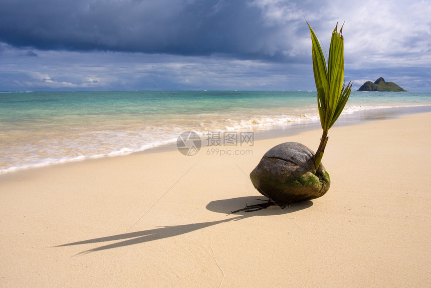 在夏威夷热带海滩的海岸上一种发芽图片